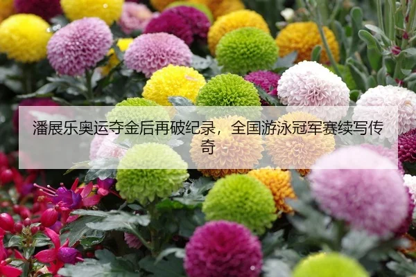 潘展乐奥运夺金后再破纪录，全国游泳冠军赛续写传奇